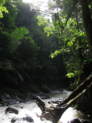 Arenga undulatifolia
