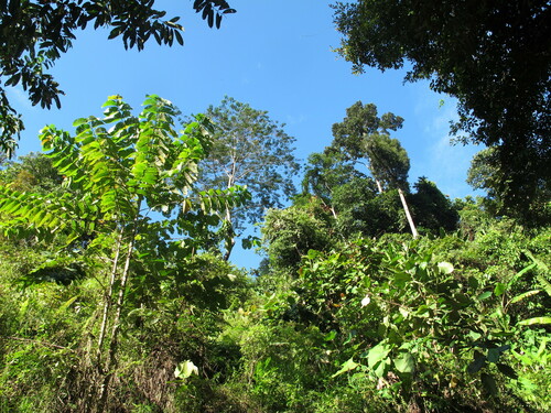 Burflower-tree