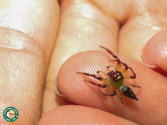 Acragas trimaculatus