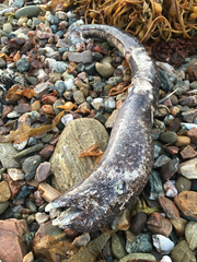 Gymnothorax mordax