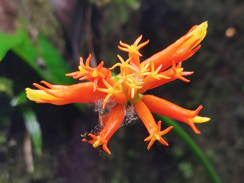 Gurania macrophylla