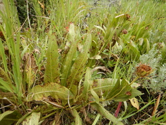 Wyethia amplexicaulis
