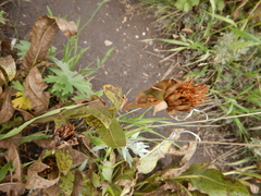 Wyethia amplexicaulis