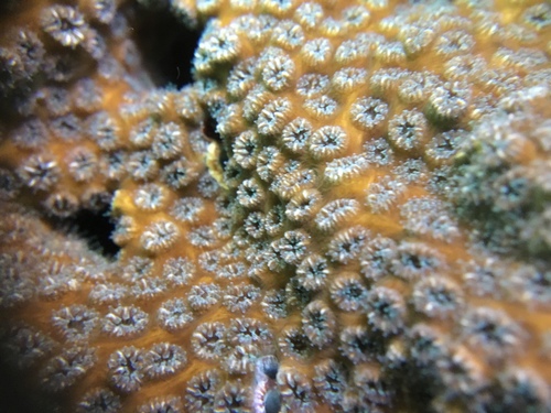 Representative image of Oculinidae