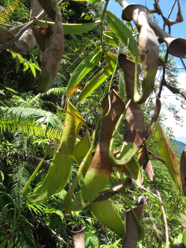 Reinwardt's pitcher-plant