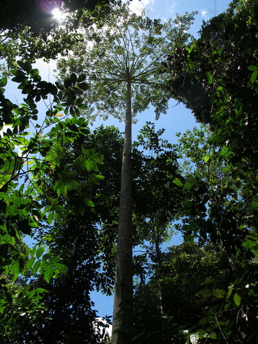 Burflower-tree