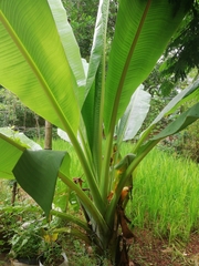 Ensete superbum