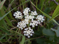 Perideridia gairdneri