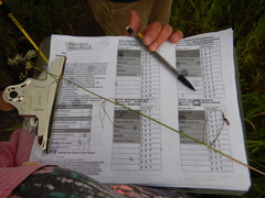 Perideridia gairdneri