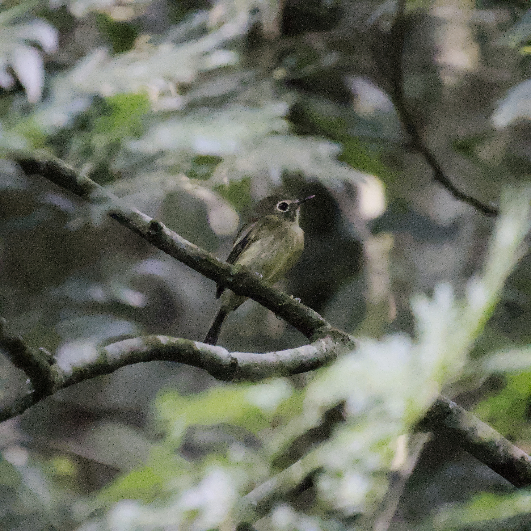 Eye-ringed Tody-Tyrant illustration