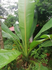 Ensete superbum