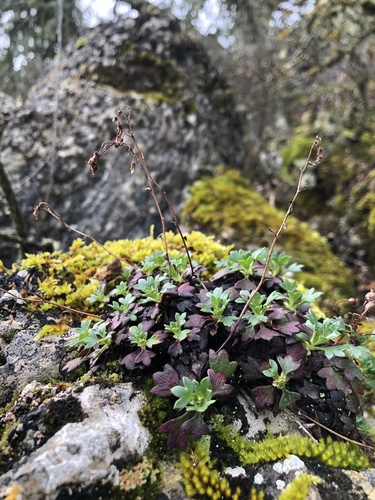 Saxifraga cuneata