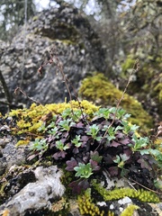 Saxifraga cuneata