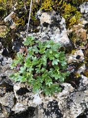 Saxifraga cuneata, photograph (c) Cenaida, some rights reserved (CC BY)