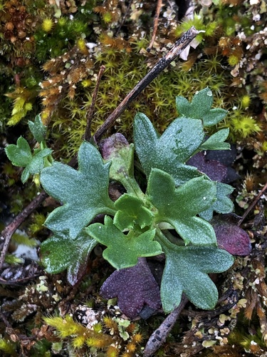 Saxifraga cuneata, photograph 3
