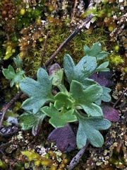 Saxifraga cuneata, photograph (c) Cenaida, some rights reserved (CC BY)