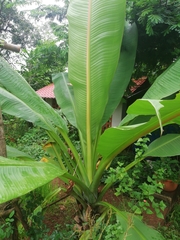 Ensete superbum