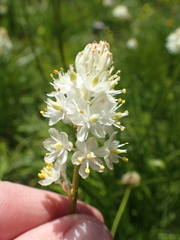 Triantha occidentalis occidentalis