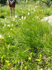 Triantha occidentalis occidentalis