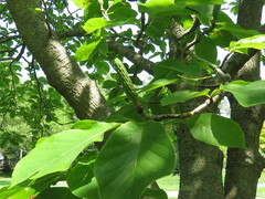 Magnolia denudata