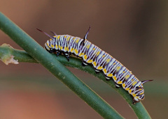 Danaus eresimus tethys