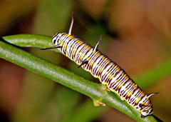 Danaus eresimus tethys