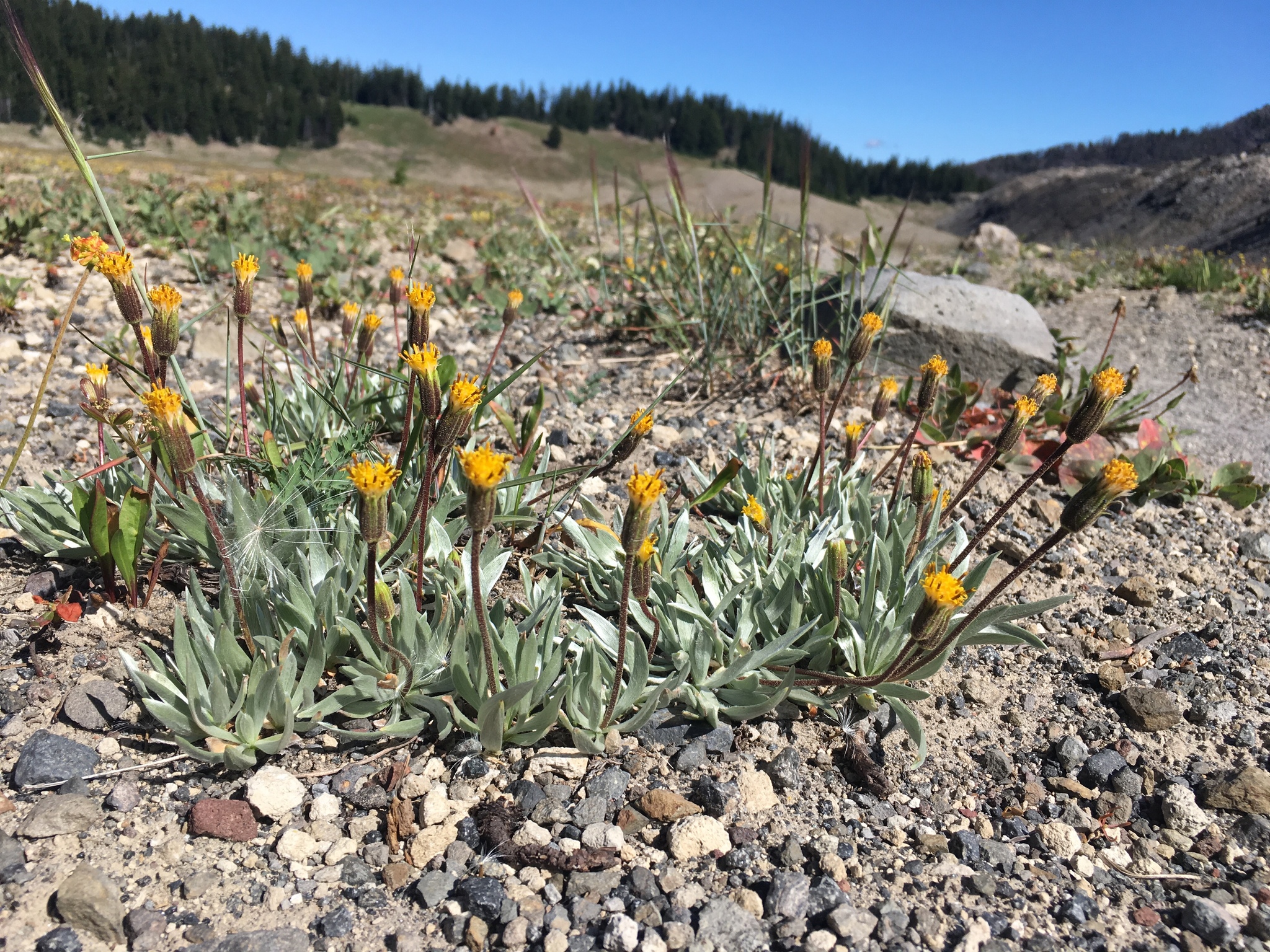 Raillardella