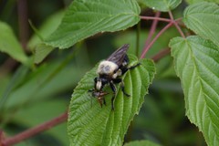 Laphria grossa