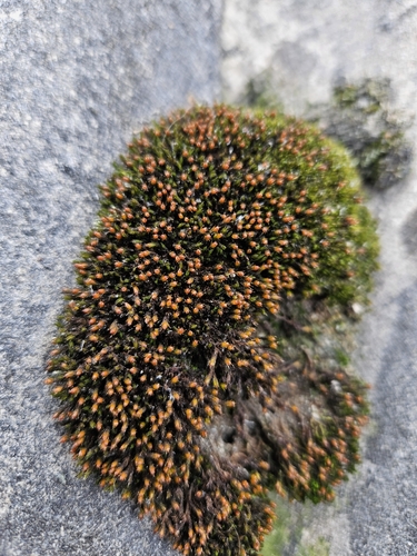 Schistidium apocarpum