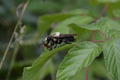 Laphria grossa