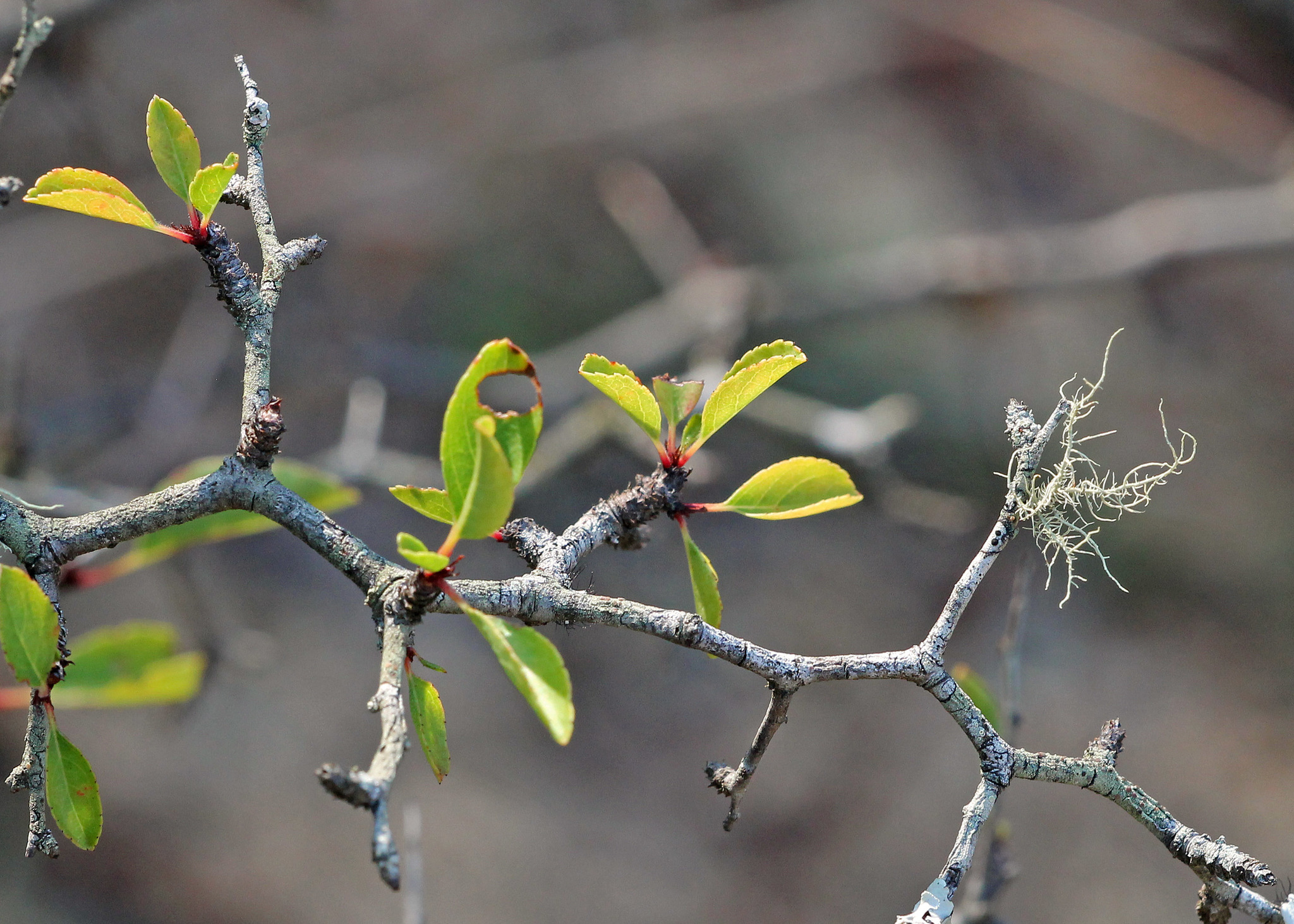 Prunus geniculata