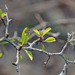 Prunus geniculata - Photo (c) Mary Keim, algunos derechos reservados (CC BY-NC-SA)