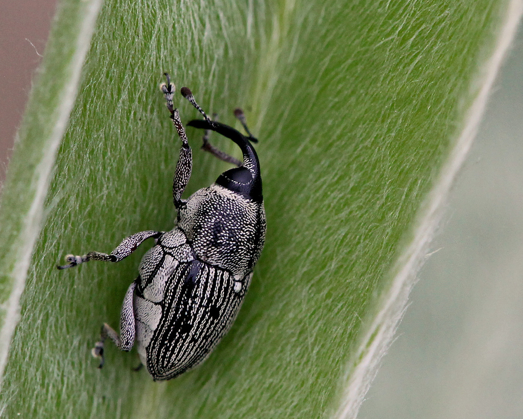 Odontocorynus larvatus