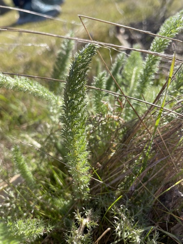 iNaturalist observation photo of common yarrow