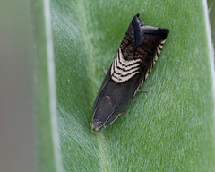 Grapholita tristrigana