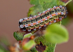 Monoleuca semifascia