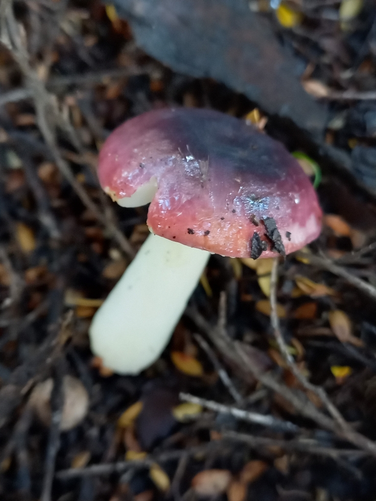 Russula roseopileata · February 2025 · photo: © meurkc (iNaturalist, cc-by)