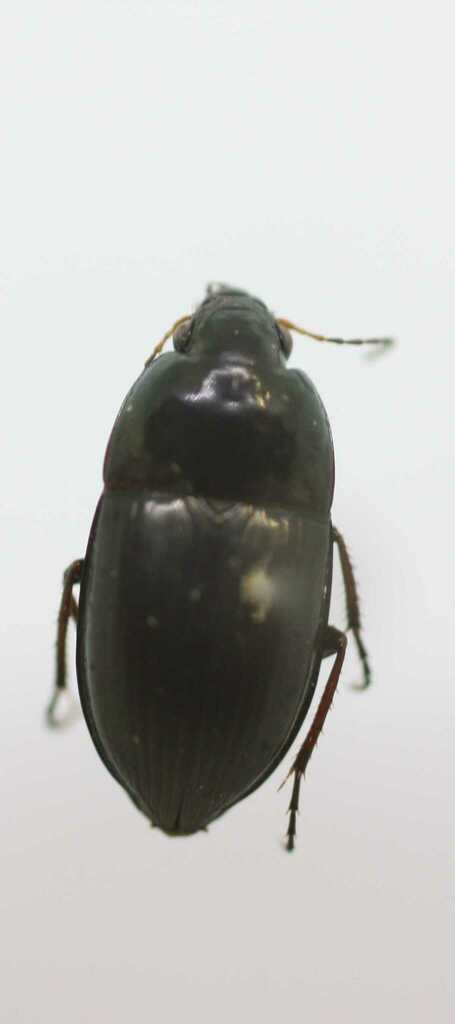 Amara nitida