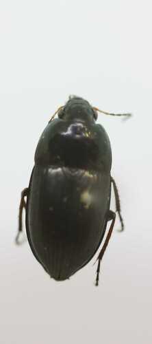 Amara nitida