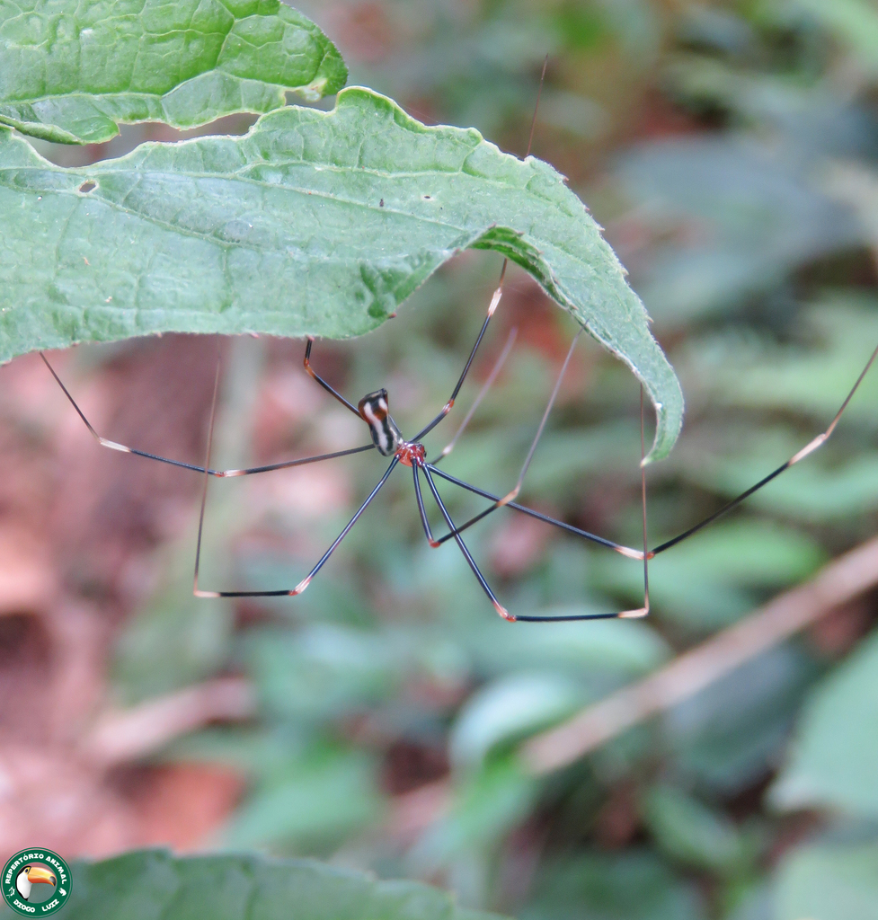 Mesabolivar brasiliensis