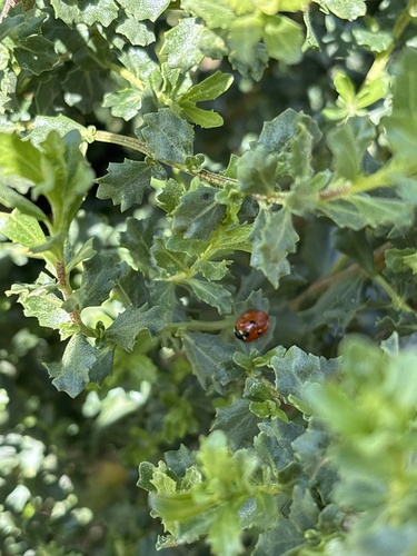 iNaturalist observation photo of Seven-spotted Lady Beetle