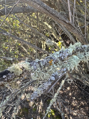 iNaturalist observation photo of Western Strap Lichen