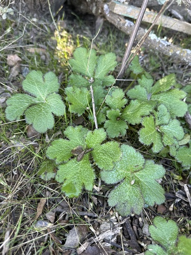 iNaturalist observation photo of Pacific Sanicle