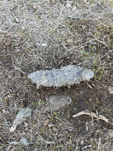 iNaturalist observation photo of Coyote