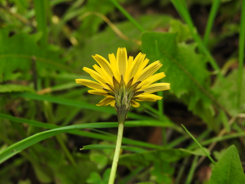 Image of Tuberous Hawkbit (Leontodon tuberosus) by (c) Duarte Frade, some rights reserved (CC BY)