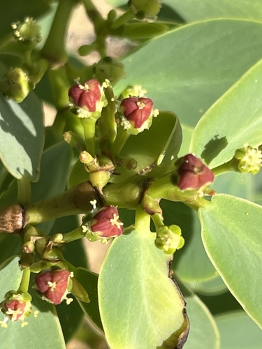 Euphorbia celastroides observed 2025-02-21