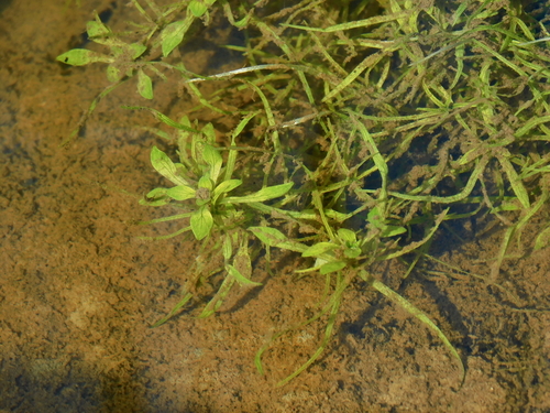 Twoheaded water-starwort (Callitriche heterophylla)
