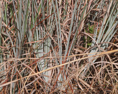 Andropogon virginicus