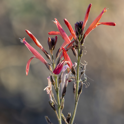 Justicia californica