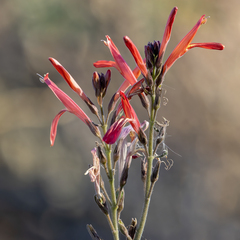 Justicia californica